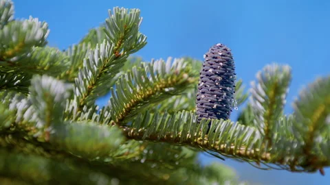 A cone on a pine and resin on a blue spruce. Stock Footage 204441517