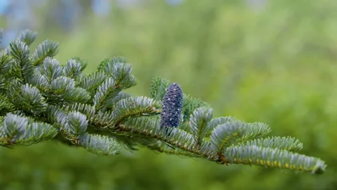 A cone on a pine and resin on a blue spruce. Stock Footage 204447927