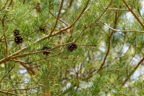 Cone on pine branch Stock Illustration