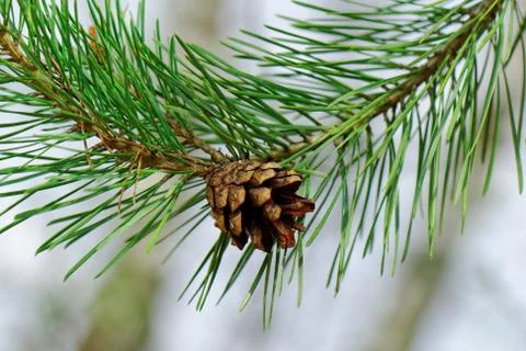 Cone on pine branch Stock Photos