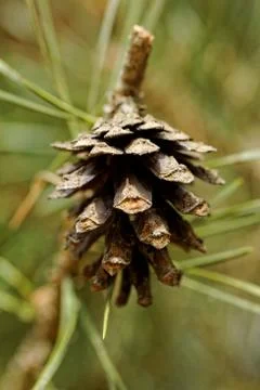 Cone on pine branch Stock Photos
