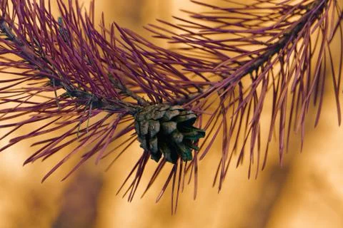 Cone on pine branch Stock Photos