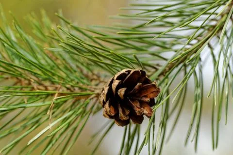 Cone on pine branch Stock Photos