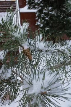 A cone on a pine branch, snow between the needles. Stairs, railings and tree Stock Photos