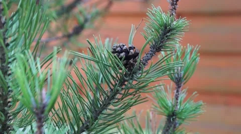 Cone on a pine brench Stock Footage 42120169