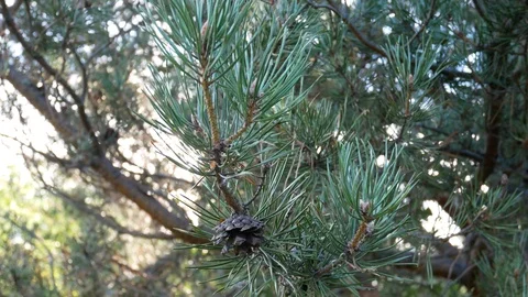 Cone On The Pine Vídeo Stock 94742166