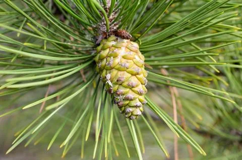 Cone of pine 스톡 사진