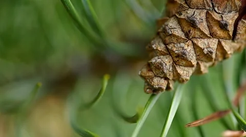 Cone on a pine tree Stock Footage 42789424