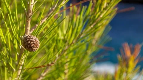 A cone in a pine tree Stock Photos