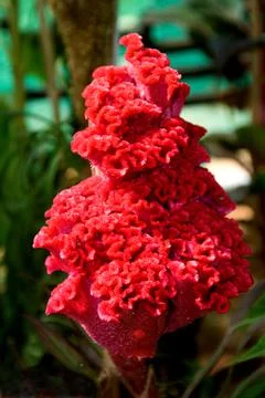 Cone of Red Cockscomb Flower Stock Photos