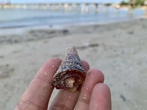Cone Seashell Covered with Sand Held by Hand at Tanjung Lesung Beach 库存照片