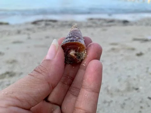 Cone Seashell Covered with Sand Held by Hand at Tanjung Lesung Beach Stock Photos