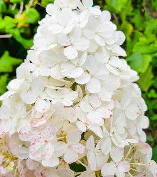 A cone-shaped cap of a white hydrangea inflorescence in an open garden, again Stock Photos