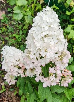 A cone-shaped cap of a white hydrangea inflorescence in an open garden, against Stock Photos
