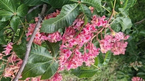 Cone-shaped flower clusters between dark green leaves Stock Footage 274895775