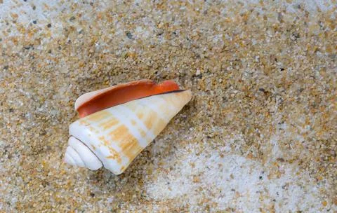 Cone Shell Laying on Sand Stock Photos