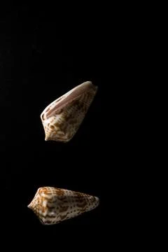 Cone Shell Macro close up Stock Photos