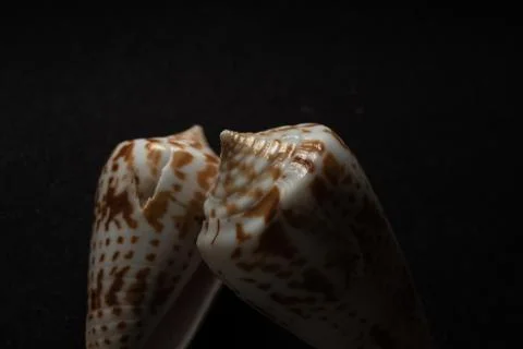 Cone Shell Macro close up Foto stock