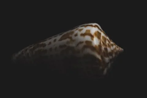 Cone Shell Macro close up Stock Photos