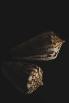 Cone Shell Macro close up Stock Photos