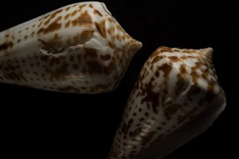 Cone Shell Macro close up Stock Photos