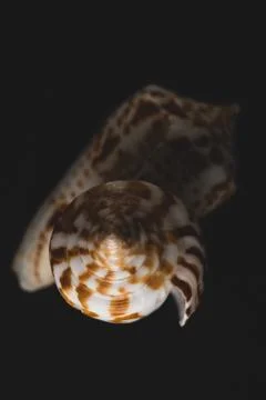 Cone Shell Macro close up Stock Photos