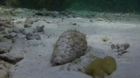 Cone Shell moving Stock Footage 22308123