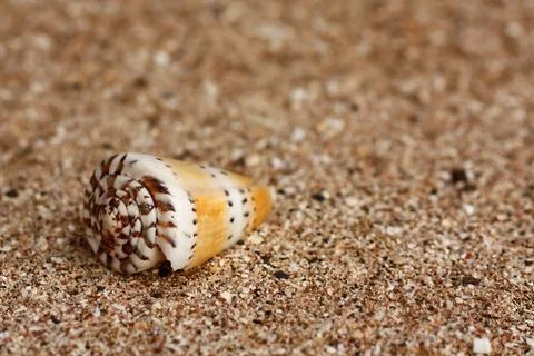 Cone shell Stock Photos