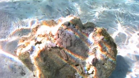 Cone Snail Egg Capsules on Coral Reef in the Red Sea Stock Footage 339627653