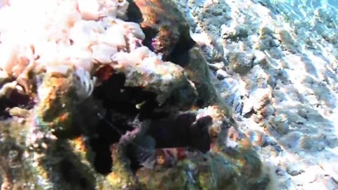 Cone Snail Egg Capsules on Coral Reef in the Red Sea Stock Footage 339628432