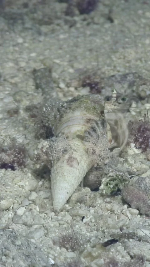 Cone snail on sandy floor in turquoise waters of red sea Stock Footage 314133761