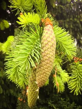 Cone on a spruce branch Stock Photos