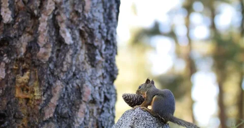 Cone Squirrel with Pine Cone Stock Footage 70033375