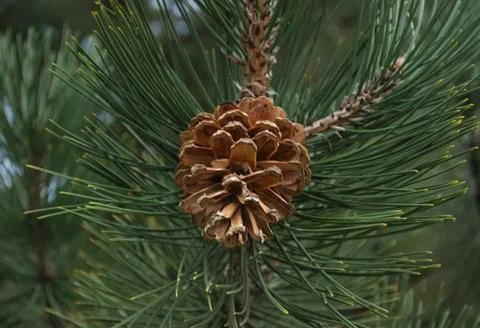 Cone on tree with needles around it, close up Stock Photos