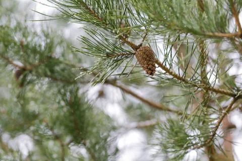 Cone on tree Stock Photos