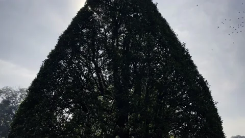 Cone tree, plants of the Royal Botanic Garden on the island of sri lanka Stock Footage 218600259