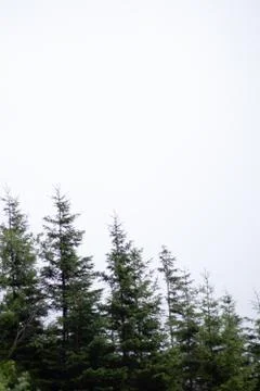 Cone trees align in diagonal, white sky Stock Photos