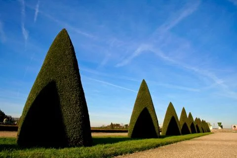 Cone trees in versailles Stockfoto's