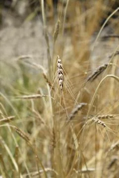 Cone wheat Stock Photos