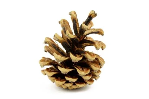 Cone on white background Foto stock