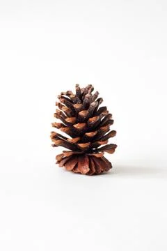 Cone on white background Stock Photos