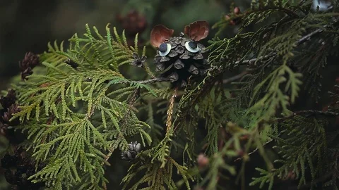 Cone wind thuja tree background hd footage Stock Footage 119570894