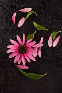 Coneflower on black table. Coneflower with leaves on black table. Medicina... Stock Photos