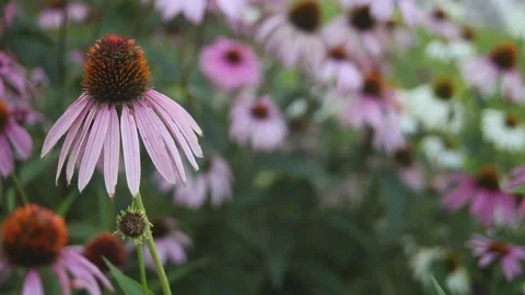 Coneflower in the Breeze Stock Footage