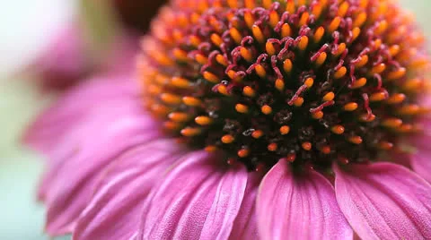 Coneflower up close Stock Footage 27092803