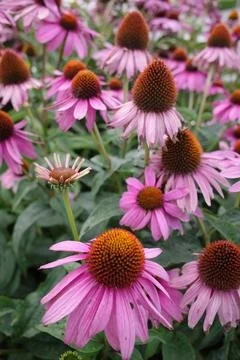 Coneflower close-up Stock Photos