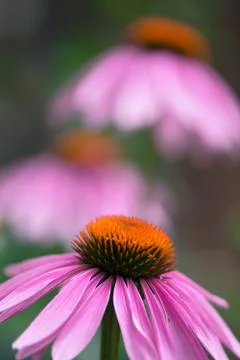 Coneflower Closeup Stock Photos