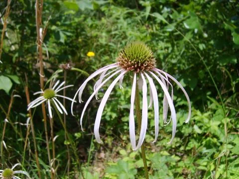 Coneflower, Echinacea bloom Stock Photos