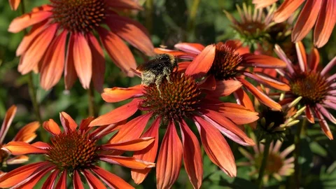 Coneflower, Echinacea purpurea Stock Footage 110702396