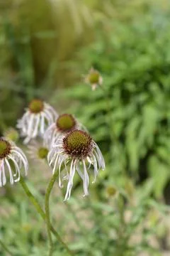 Coneflower Hula Dancer Stock Photos